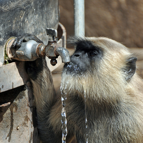 Dorst