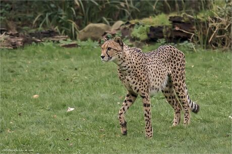 Cheeta 03