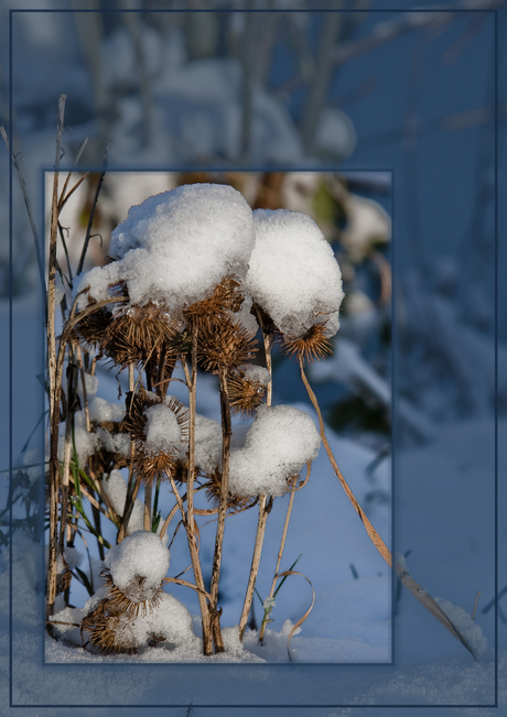 sneeuwhoedjes