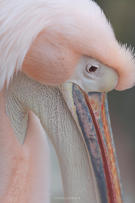 Pelican Portrait