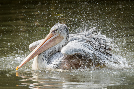 Cooling down on a hot day