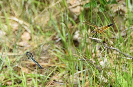 natuur