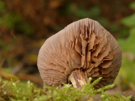 Sporen van de paddenstoel.