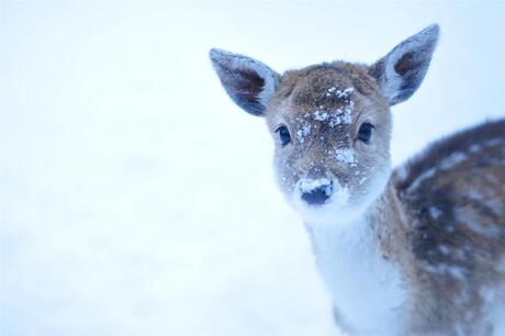 Bambi in de sneeuw