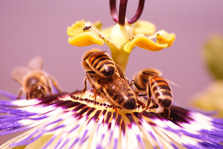 bijen op een bloem foto 2