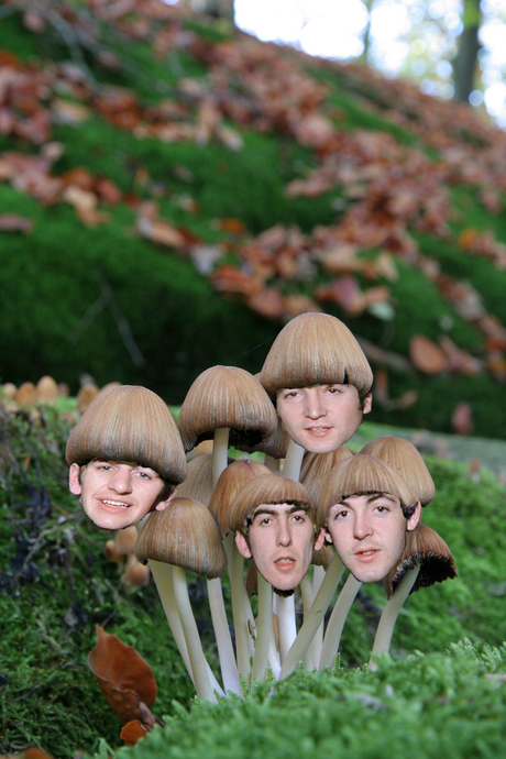 Beatles mushrooms