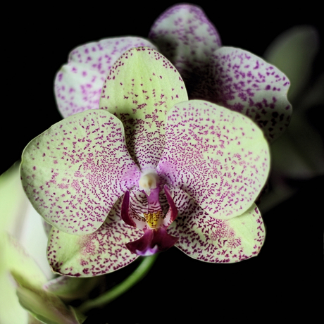 Geel paarse orchidee