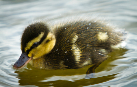 New born duck