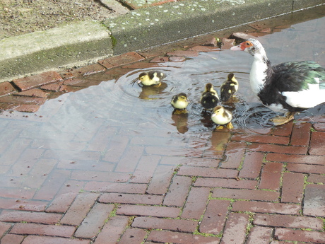 eerst pootje baden en dan naar de vijver ..