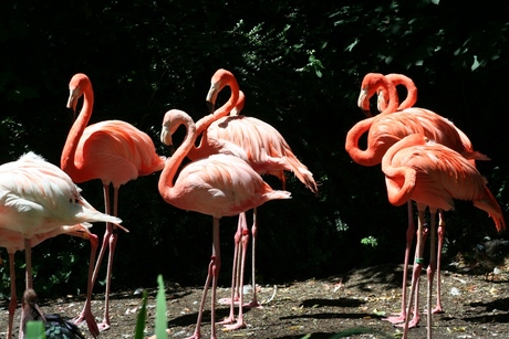 Flamingo's