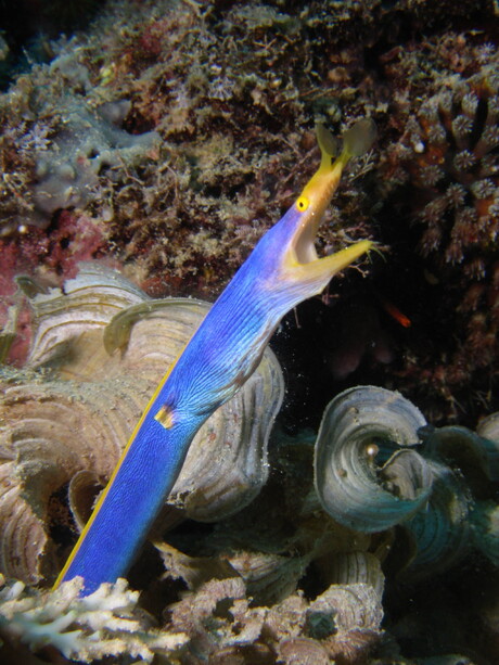 Blue Ribbon eel