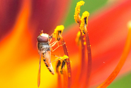 Klein wespje in een mooie bloem
