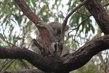 Slapende Koala