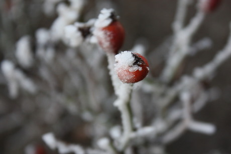 Winterbessen