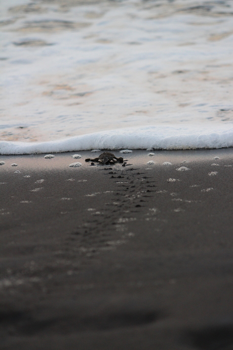 Baby-schildpad Tortuguero- Costa Rica