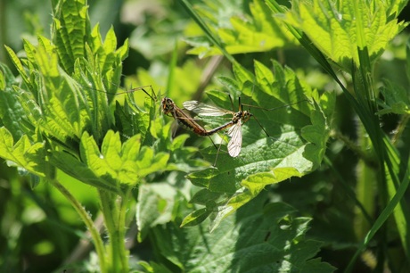 Voortplanting van langpootmuggen