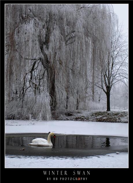 HB Winter Swan