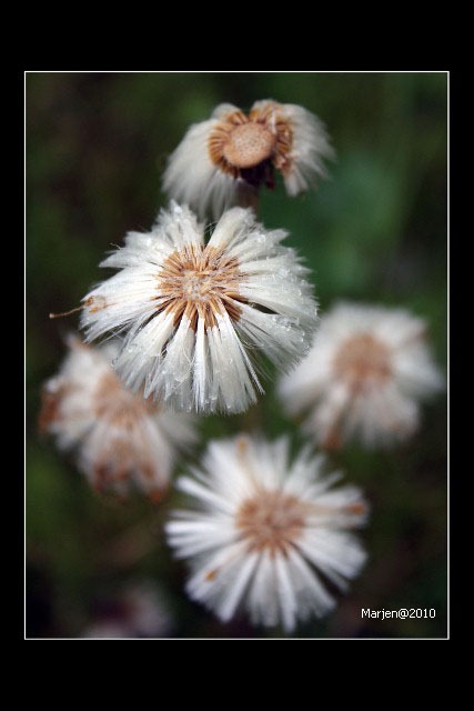 +++ - +++ - foto door marjen op 08-05-2010 - deze foto bevat: bloemen