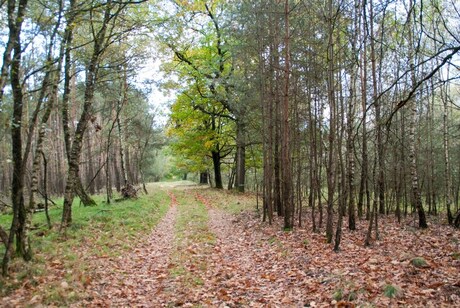 Herfst