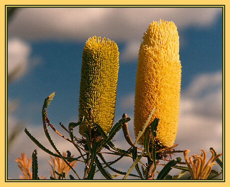 Twin Banksia