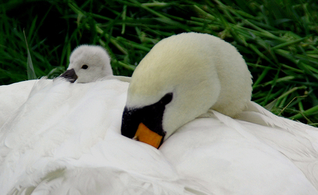 ZWANEN NEUS AAN NEUS