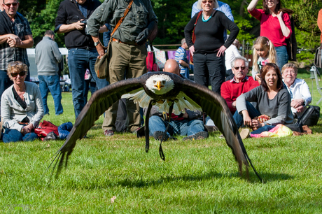 Bald Eagle.