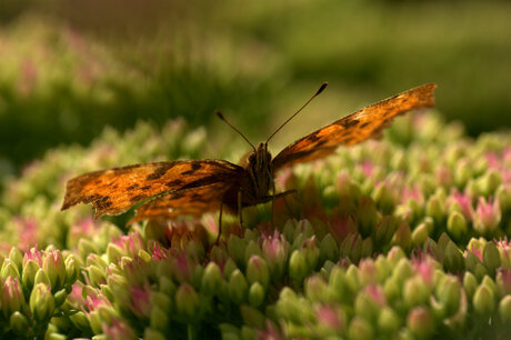 Vlinder op sedum