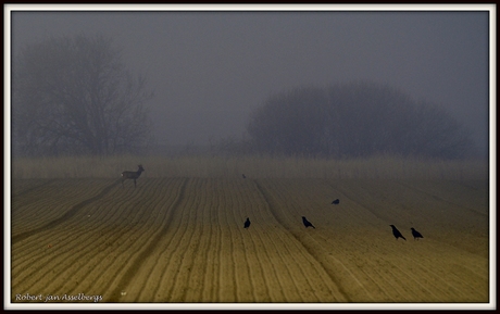 Mistige ochtend in de polder