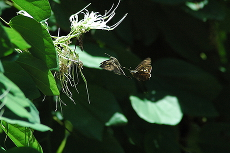 Vlinders in de vrije natuur