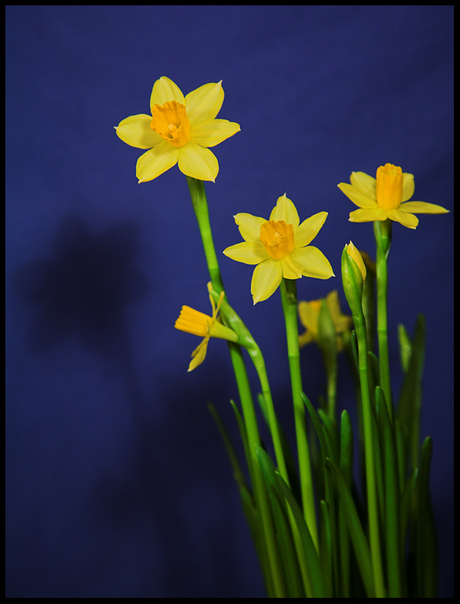Narcissen