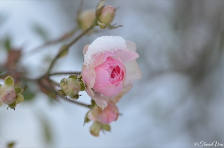 Winter in de tuin