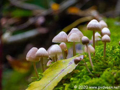 Paddestoelen dorpje