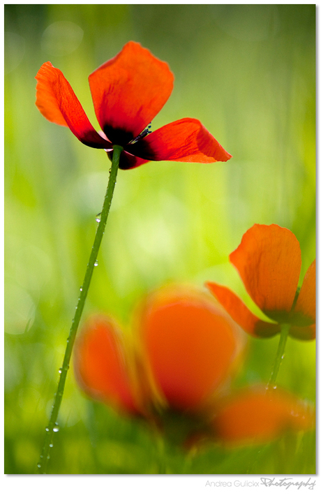 Poppy love