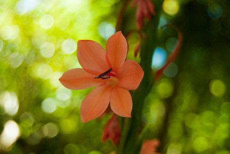 Lonely flower