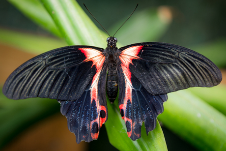 Tropische Vlinder