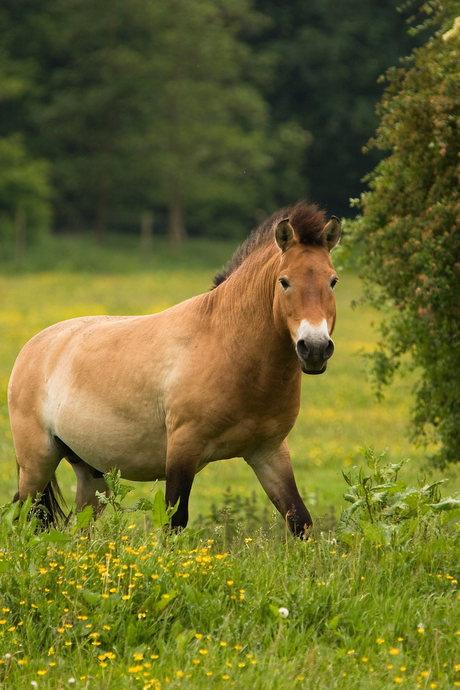 Przewalski-hengst