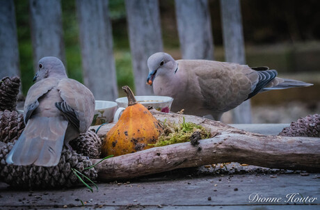 duifjes aan tafel