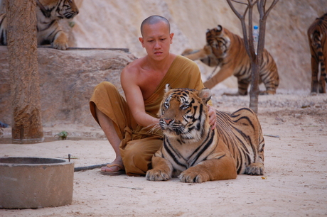 Tijger en monnik, Tailand