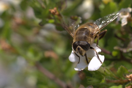 Zomaar één van de vele bijen in de tuin