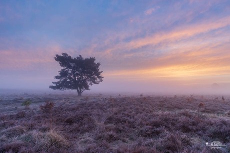 Vorst aan de grond