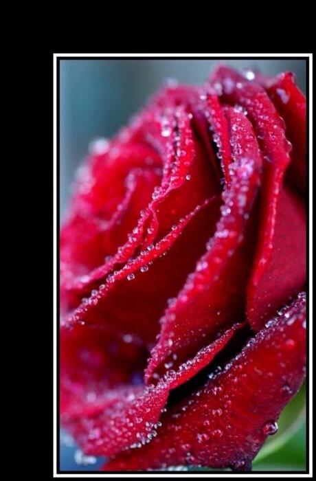 Fragile rose