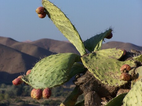 Cactus