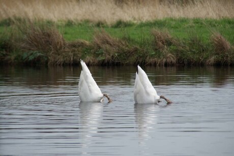 Synchroonzwemmende zwanen