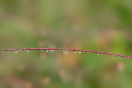 Raindrops