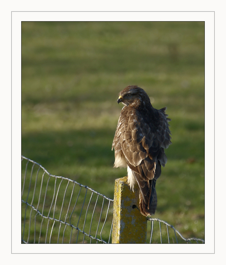 Buizerd