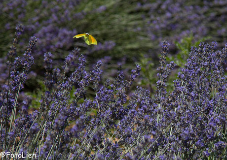 Flying Butterfly