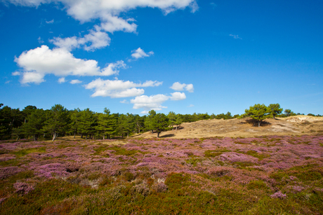 Pieter Rozenvlak - Texels oudste duinen