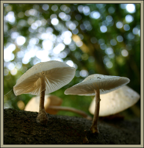 2 paddestoelen