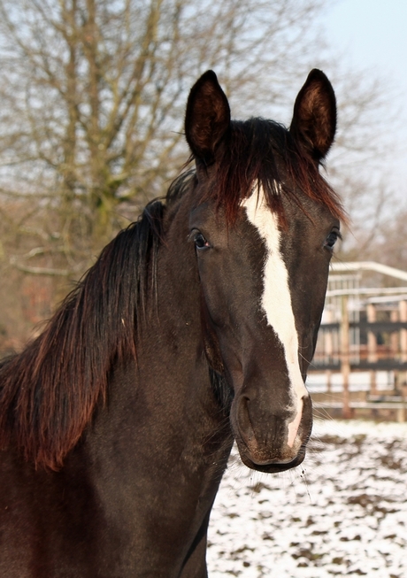 Nog een paardje