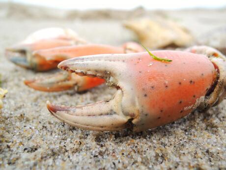 scharen op het strand